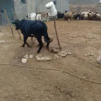 دوراس گوساله نر|حیوانات مزرعه|کوهدشت, |دیوار