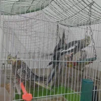 با عرض خدمت مدیر محترم دیوار 4عدد عروس فروشی