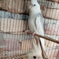 فروش عروس هلندی