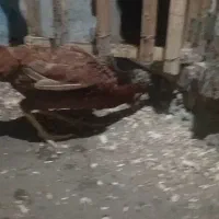 مرغ لاری