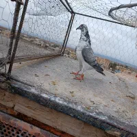 سینه سفید|پرنده|مه ولات, |دیوار