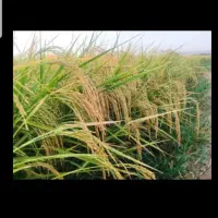 چلتوک شمشیری