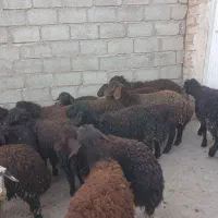 ۲۰عددبره درج یک...|حیوانات مزرعه|بوکان, |دیوار