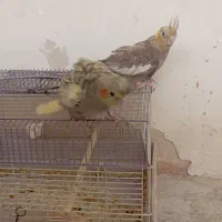 عروس هلندی|پرنده|آران و بیدگل, |دیوار