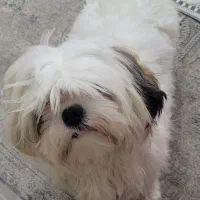 سگ شیتزو|سگ|مشهد, امام خمینی|دیوار