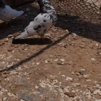 فروش فوری