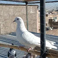 کفتر پرشی|پرنده|ساوه, |دیوار