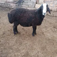 بره قوچ|حیوانات مزرعه|اسفرورین, |دیوار