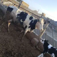 گاو شیری با کوساله