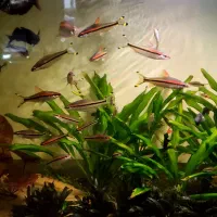 ماهی ردلاین