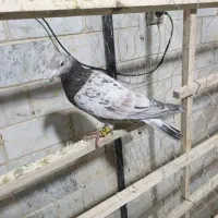 کبوتر قریب گیری. فروشی