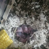 بچه همستر سوری دارم