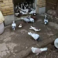 کبوتررنگی 40تازدخوردی پرشی