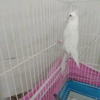 عروس هلندی|پرنده|قم, کلهری|دیوار