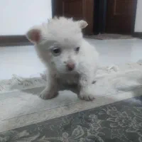 سگ پامر اشپیتز