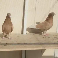 کبوتر برشی|پرنده|محمدشهر, شهرک پیام (مهرالبرز)|دیوار