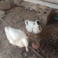 اردک نر و ماده خورموج