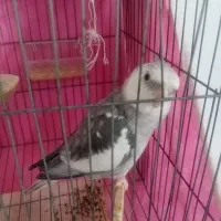 عروس هلندی نر ایزوبلا