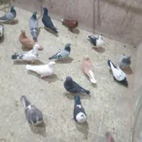 کفتر طور|پرنده|چناران, |دیوار