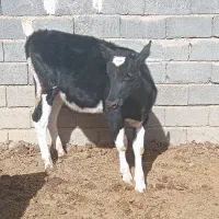 دو عدد گوساله ماده به فروش میرسد|حیوانات مزرعه|تربتحیدریه, بالا ولایت|دیوار