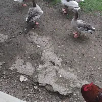 غازمحلی 14عدد دونه ای 950