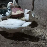 سه عدد اردک اسرائیلی سفید