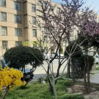 فاز۲اندیشه آپارتمان ۸۳متر ۲خواب روبه آفتاب گلستان