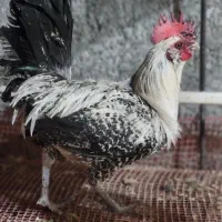 انواع خروس|حیوانات مزرعه|یزد, |دیوار