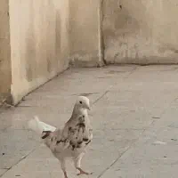 گمشده|حیوانات|بهار, |دیوار