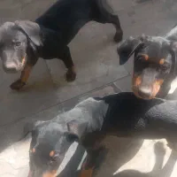 دو قلاده سگ نر نژاد دوبرمن|سگ|تهران, آجودانیه|دیوار