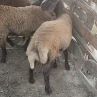 یه راس بره قربانی