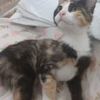 گربه نژاد DSH