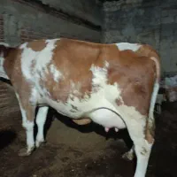 تلیسه عروسک|حیوانات مزرعه|زنجان, |دیوار