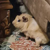 واگذاری یک جفت خوکچه هندی ناز و شیطون|موش و خرگوش|تهران, افسریه شمالی|دیوار