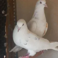 کفتر دهات|پرنده|قم, انسجام|دیوار