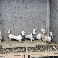 کبوترفروشی