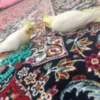 عروس هلندی