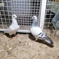 چند عدد کبوتر