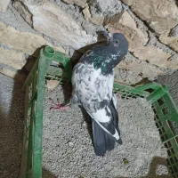 کبوتر