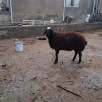 قورچ نژاد شال یک ساله کیلو ۱۲۰۰