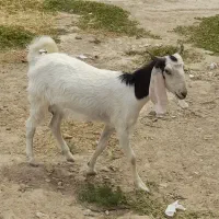 بزمری با کره ماده