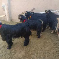 ۵راس چبش نر تخمی|حیوانات مزرعه|مرودشت, تخت جمشید|دیوار