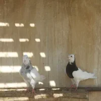 یک جفت طوقی