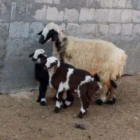 میش هیکلی جوان سرحال با دوتا بره نر