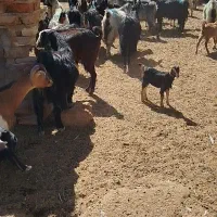 بز کهره دار داشتی روزگاری|حیوانات مزرعه|رحمتآباد, |دیوار