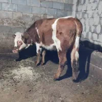 گاو گوساله|حیوانات مزرعه|سیلوانه, |دیوار