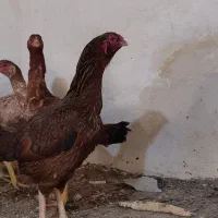 مرغ لاری زات دار