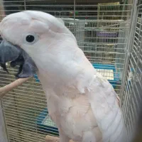 کاکادوی ملوکان