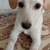 سگ پا کوتاه