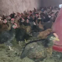 جوجه خروس محلی 2ماهه وزن 900گرم تا1کیلو|حیوانات مزرعه|مرودشت, محمد آباد|دیوار